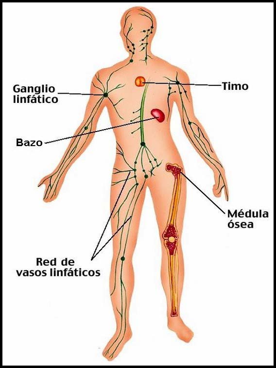 Der menschliche Körper Spanisch zu lernen 36